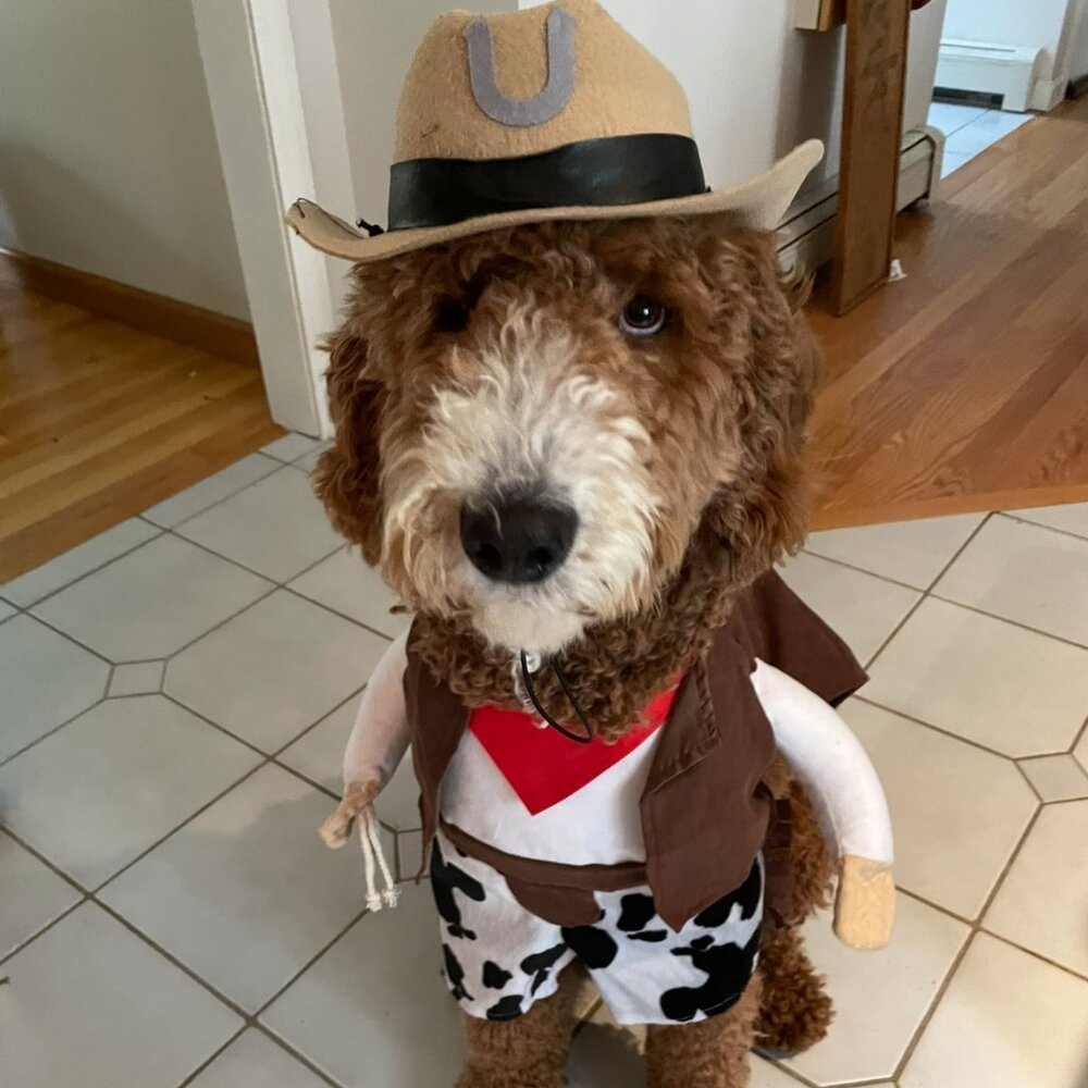 Dog Cowboy Halloween Costume